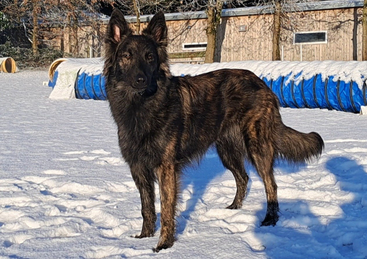 VULCANE du mont Brabant