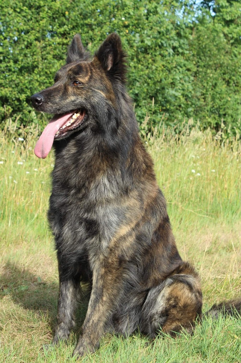 Pow wow du mont Brabant